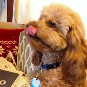 Meet your Posher, Julia